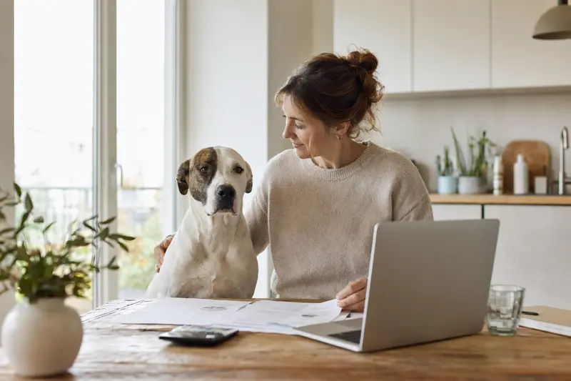Ein Dogo Mallorquin sitzt ruhig neben seinem Besitzer am Küchentisch mit Versicherungsunterlagen und einem Laptop.