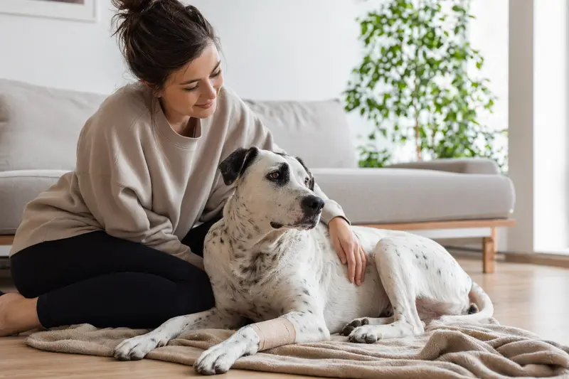 Ein Dogo Mallorquin Hund mit leichtem Verband an der Pfote liegt entspannt auf einer Decke, während sein erleichterter Besitzer daneben sitzt.