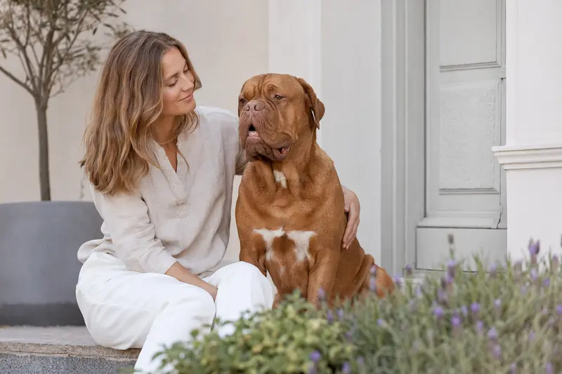 Ein aufmerksam stehender Dogue de Bordeaux vor hellem Hintergrund als realistisches Hundeportrait für einen Ratgeber zur Hundegesundheit.