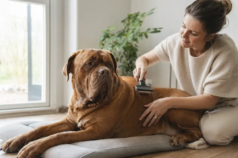 Ein Dogue de Bordeaux wird in einer hellen Wohnung sanft gebürstet, während der Besitzer sich liebevoll um die Fellpflege kümmert.
