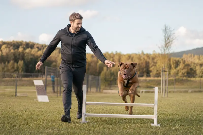 Ein Dogue de Bordeaux trainiert mit seinem Besitzer auf einem Hundeplatz über eine kleine Hürde und zeigt dabei Freude und Bewegung.