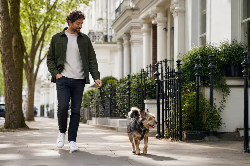 Ein Doguillo Hund läuft an der Leine mit seinem Besitzer durch eine moderne Stadtstraße im Alltag.