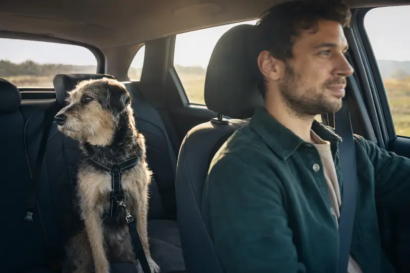 Ein Doguillo Hund sitzt angeschnallt auf der Rückbank eines Autos, während der Besitzer sicher fährt.
