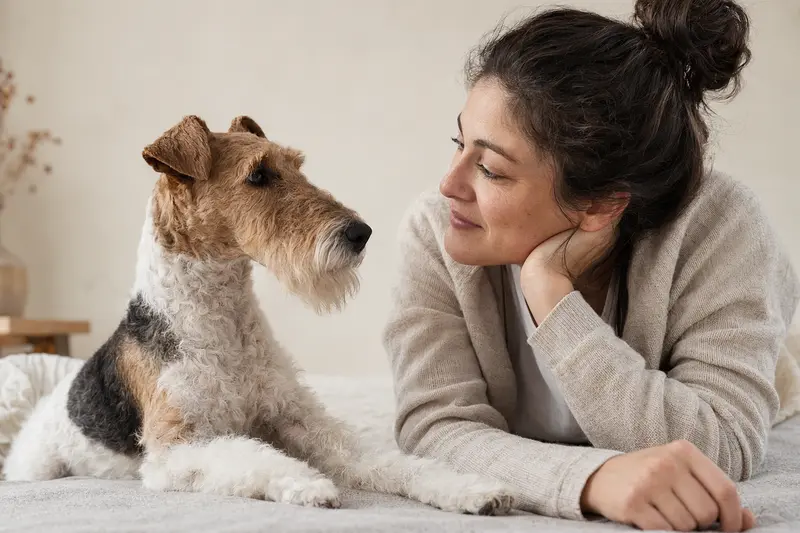 Ein aufmerksam stehender Drahthaar-Foxterrier vor hellem Hintergrund in natürlicher Pose als realistisches Tierportrait.
