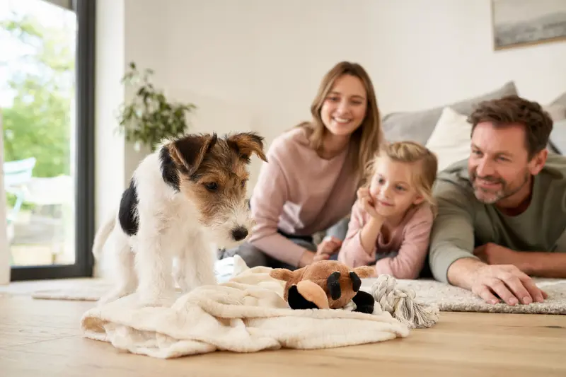 Ein junger Drahthaar-Foxterrier Welpe erkundet neugierig sein neues Zuhause mit weicher Decke und Spielzeug in einer hellen Wohnung.