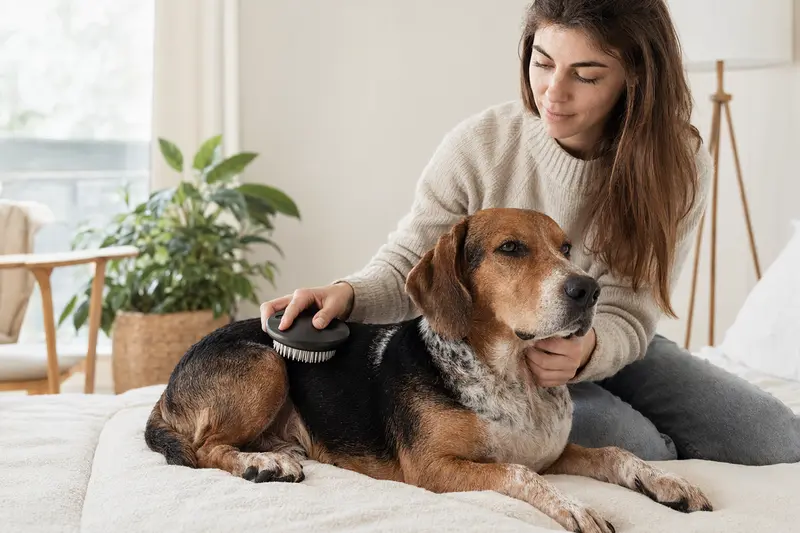 Ein dreifarbiger Serbischer Laufhund wird in einer hellen Wohnung sanft gebürstet, während sein Besitzer liebevoll die Fellpflege übernimmt.