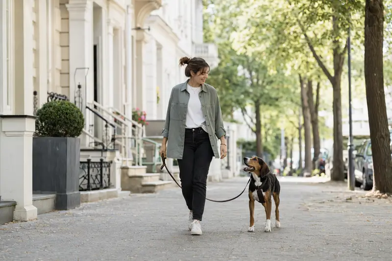 Ein dreifarbiger Serbischer Laufhund läuft angeleint mit seinem Besitzer durch eine moderne Stadtstraße.