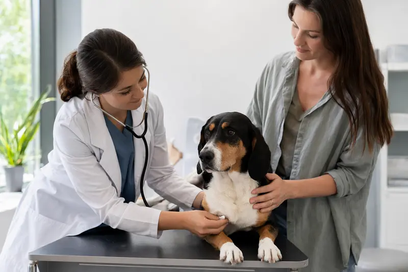Eine freundliche Tierärztin untersucht einen ruhigen dreifarbigen serbischen Laufhund auf einem Untersuchungstisch.