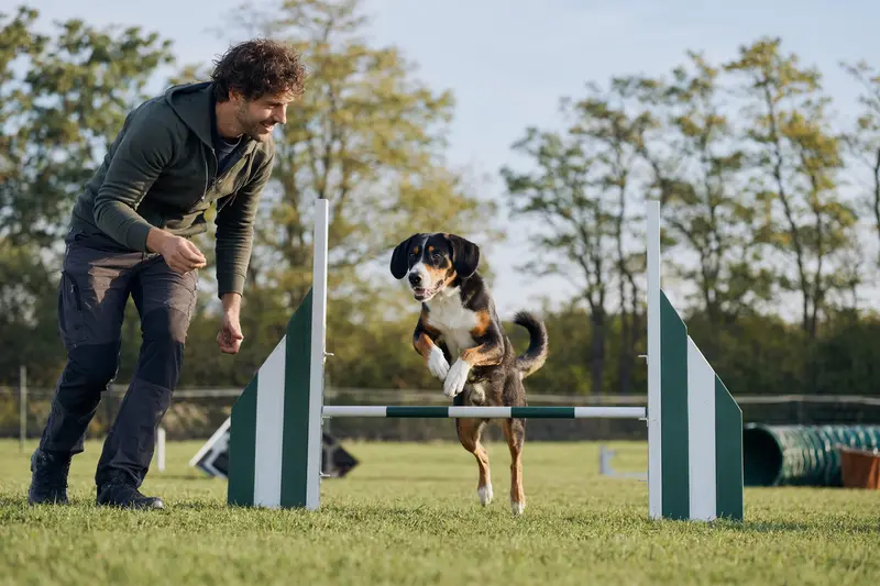 Ein dreifarbiger Serbischer Laufhund trainiert mit seinem Besitzer auf einem Hundeplatz über eine kleine Hürde.