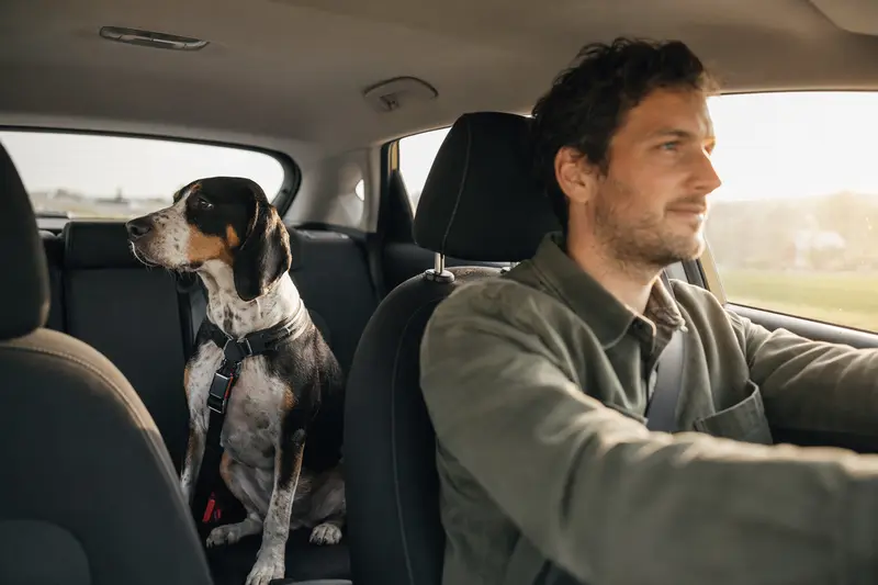 Ein dreifarbiger serbischer Laufhund sitzt sicher auf der Rückbank eines Autos und genießt die Autofahrt.