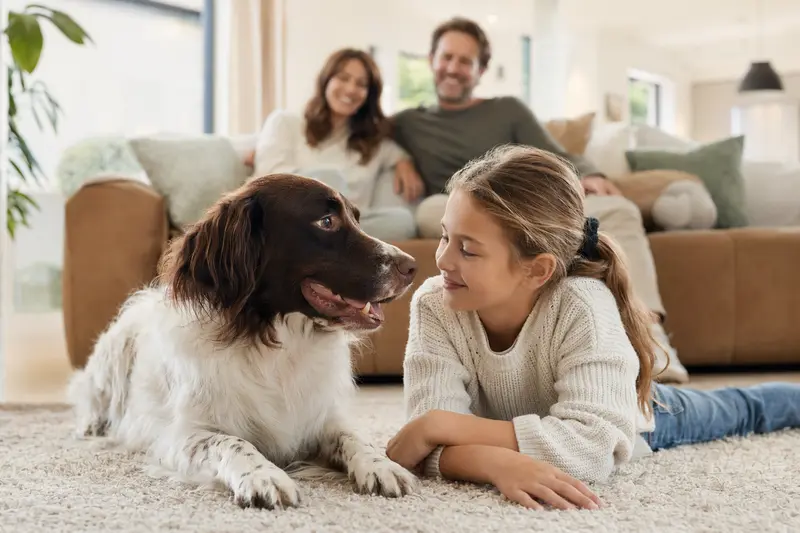 Ein freundlicher Drentsche Patijshond liegt entspannt neben einem Kind im Wohnzimmer, während die Eltern im Hintergrund eine sichere Familienatmosphäre schaffen.