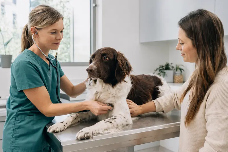Eine Tierärztin untersucht einen ruhigen Drentsche Patijshond behutsam mit dem Stethoskop, während sein Besitzer in der modernen Tierarztpraxis beruhigend danebensteht.