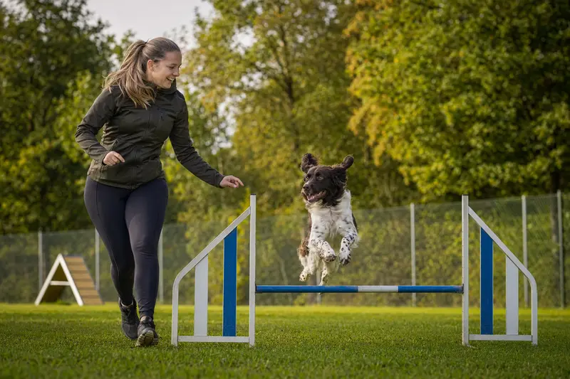 Ein Drentsche Patrijshond springt mit seinem Besitzer über eine kleine Trainingshürde auf dem Hundeplatz.