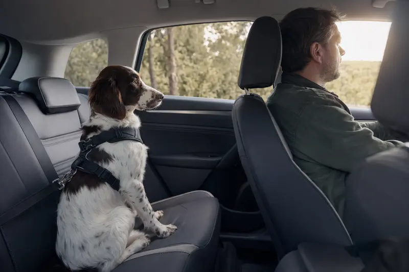 Ein Drentsche Patrijshond Hund sitzt sicher angeschnallt auf der Rückbank eines Autos, während der Besitzer entspannt fährt und Sonnenlicht durch das Fenster strömt.