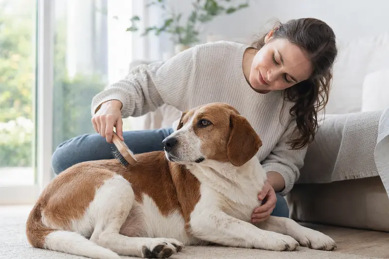 Ein Drever Hund wird in einer hellen Wohnung sanft gebürstet, während sein Besitzer liebevoll die Fellpflege übernimmt.
