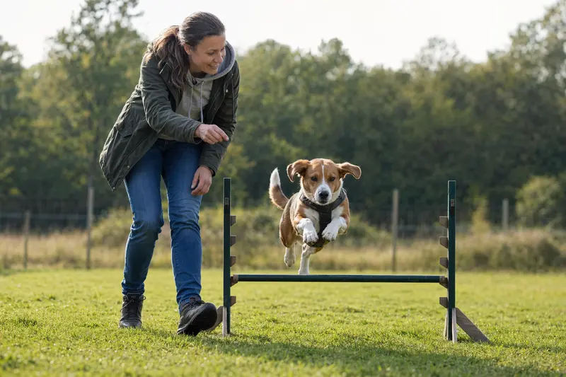 Ein aktiver Drever Hund springt mit seinem Besitzer über eine kleine Trainingshürde auf dem Hundeplatz.