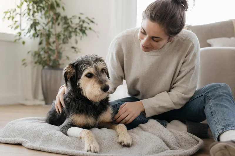 Ein Dürrbächler Hund mit leicht verbundenen Pfote liegt ruhig auf einer Decke, während sein Besitzer neben ihm erleichtert sitzt.