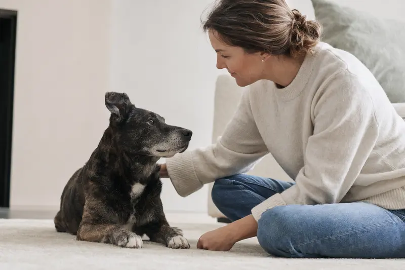 Ein aufmerksamer Dunker Hund steht vor hellem Hintergrund in natürlicher Haltung und als realistisches Porträt für eine Seite zur Hundegesundheit und Versicherung.