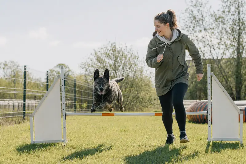 Ein Dunker Hund springt auf einem Hundeplatz mit seinem Besitzer über eine kleine Trainingshürde und zeigt dabei Freude und Bewegung.