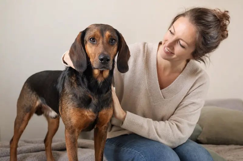 Dunkerbracke Hund steht aufmerksam in natürlicher Haltung vor hellem Hintergrund in einem professionellen Tierportrait.
