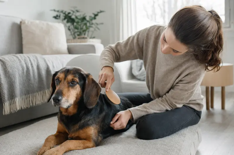 Ein Dunkerbracke Hund wird in einer hellen Wohnung sanft gebürstet, während sein Besitzer liebevoll die Fellpflege übernimmt.