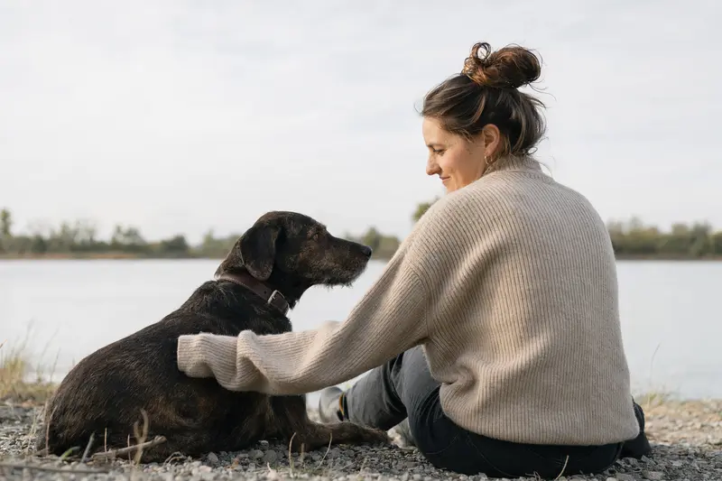 Ein Dunkerlaufhund steht aufmerksam in natürlicher Haltung vor hellem Hintergrund und zeigt die typische Körperform und Fellstruktur der Rasse.
