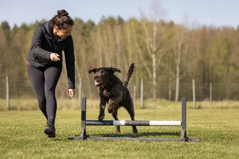 Ein aktiver Dunkerlaufhund springt beim Training mit seinem Besitzer über eine kleine Hürde auf dem Hundeplatz.