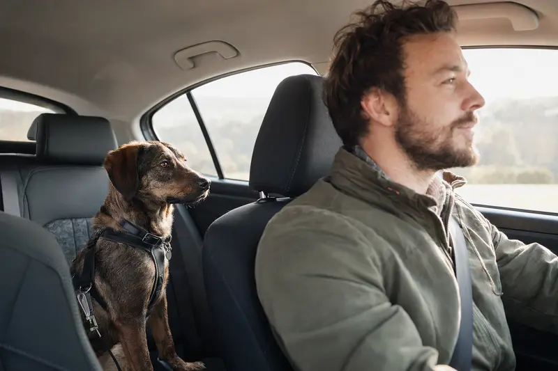 Ein Dunkerlaufhund sitzt sicher angeschnallt auf der Rückbank eines Autos und genießt die Fahrt.