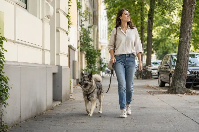 Ein Elchhund läuft an der Leine mit seinem Besitzer durch eine freundliche moderne Stadtstraße.