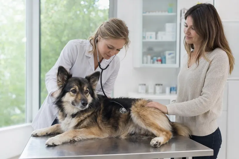 Ein ruhiger Elchhund wird liebevoll von einer Tierärztin mit Stethoskop in einer modernen Praxis untersucht.