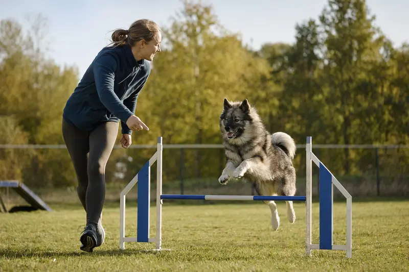 Ein aktiver Elchhund trainiert mit seinem Besitzer auf einem Hundeplatz an einer kleinen Hürde.