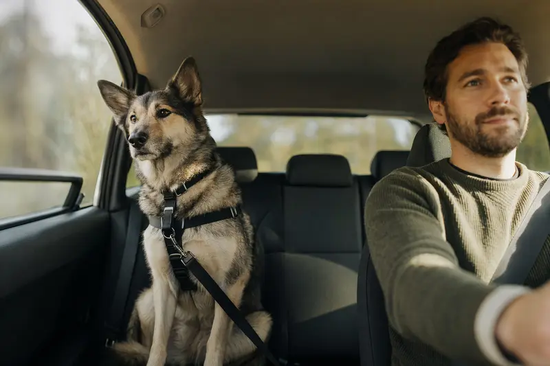 Ein Elchhund ist sicher auf der Rückbank eines Autos angeschnallt, während der Besitzer fährt.