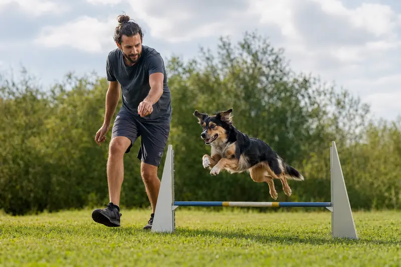Ein aktiver Ellenikos Ichnilatis springt mit seinem Besitzer über eine kleine Trainingshürde auf dem Hundeplatz.