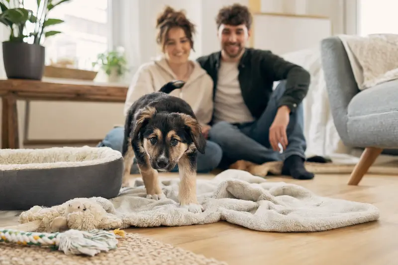 Ein junger Ellenikos Ichnilatis Welpe erkundet neugierig seine neue Wohnung mit einer weichen Decke und Spielzeug, während eine liebevolle Familie im Hintergrund zu sehen ist.