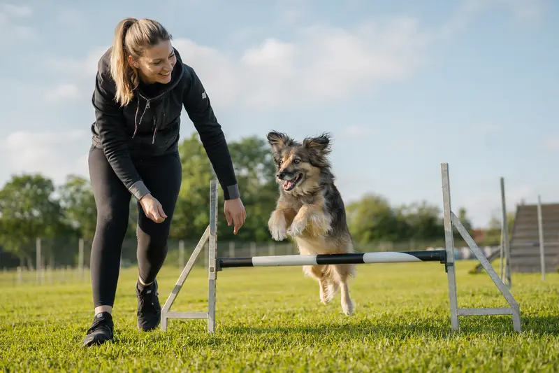 Ein aktiver Elo Hund springt mit seinem Besitzer über eine kleine Trainingshürde auf dem Hundeplatz.