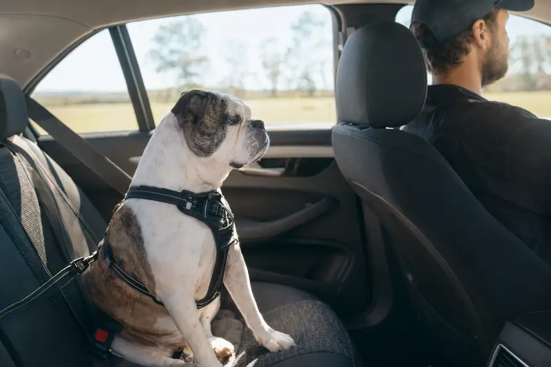 Eine Englische Bulldogge sitzt sicher angeschnallt auf der Rückbank eines Autos und genießt das Sonnenlicht.
