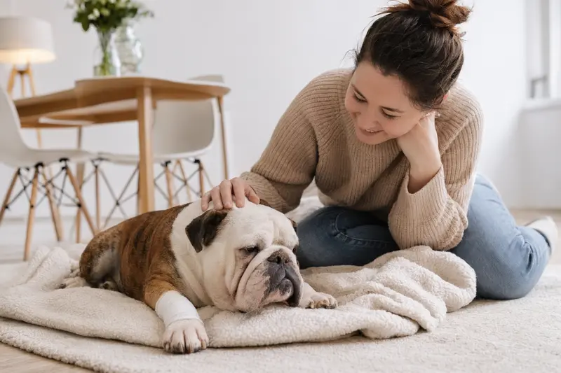Eine entspannte Englische Bulldogge mit Verband auf der Pfote, während ihr Besitzer neben ihr sitzt und sich um ihr Wohlbefinden kümmert.