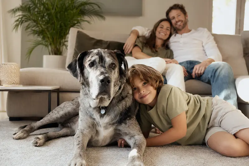 Eine freundliche Englische Dogge liegt entspannt neben einem Kind im Wohnzimmer.