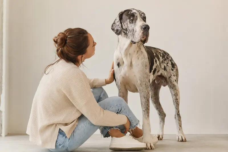 Eine Englische Dogge steht aufmerksam vor hellem Hintergrund und zeigt ihre typische Körperform in einem realistischen Hundeportrait.