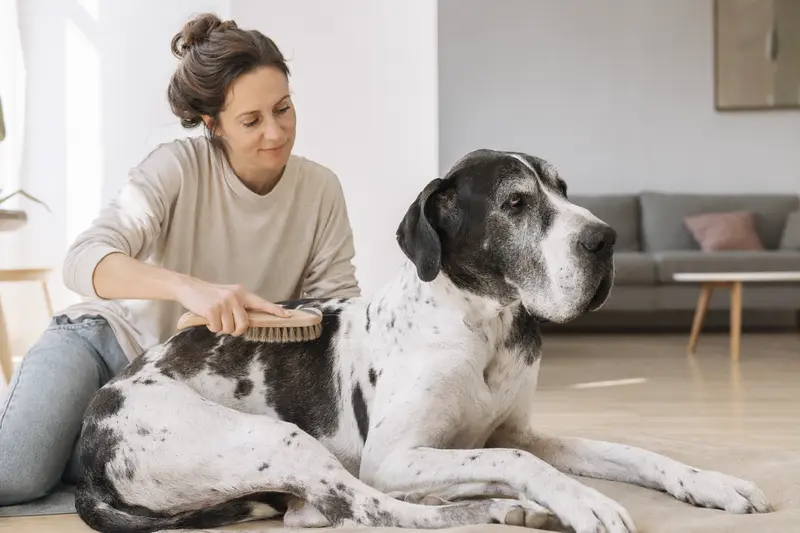 Eine Englische Dogge wird in einer hellen Wohnung sanft gebürstet, während der Besitzer liebevoll die Fellpflege übernimmt.