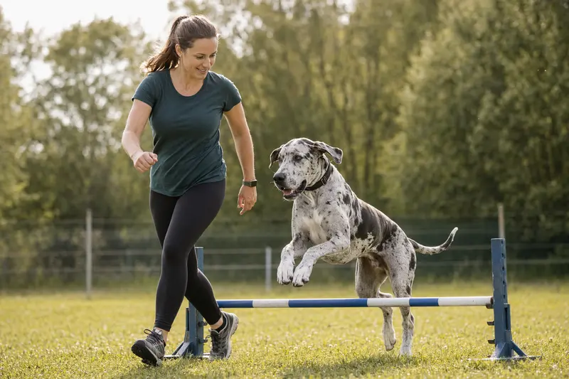 Eine Englische Dogge trainiert mit ihrem Besitzer auf einem Hundeplatz über eine kleine Hürde und zeigt dabei Freude an Bewegung.