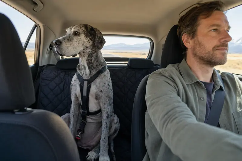 Eine Englische Dogge sitzt sicher angeschnallt auf der Rückbank eines Autos bei Sonnenschein.