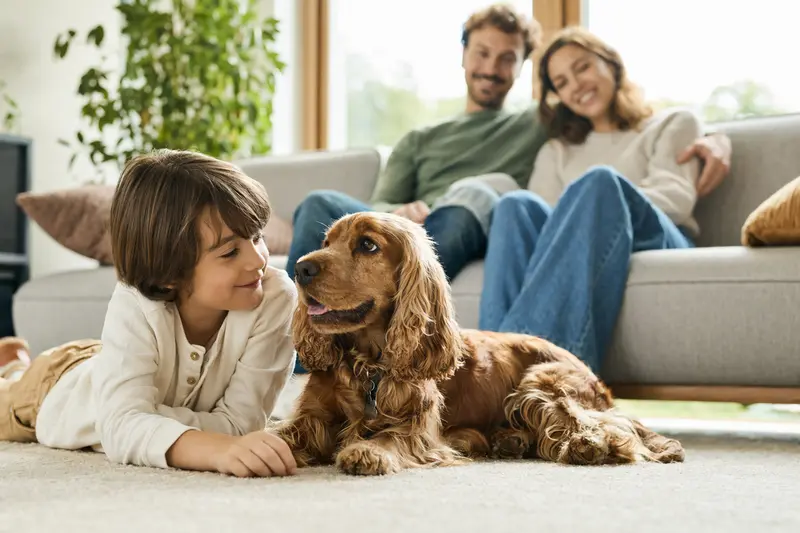 Ein vertrauensvoller Englischer Cocker Spaniel liegt entspannt neben einem Kind im hellen Wohnzimmer.