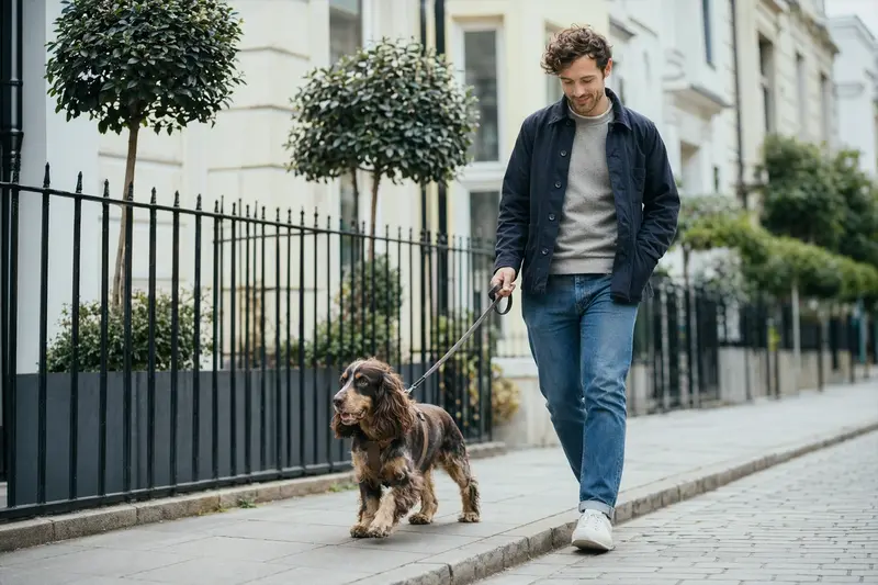 Ein Englischer Cocker Spaniel läuft an der Leine mit seinem Besitzer durch eine helle, moderne Stadtstraße.