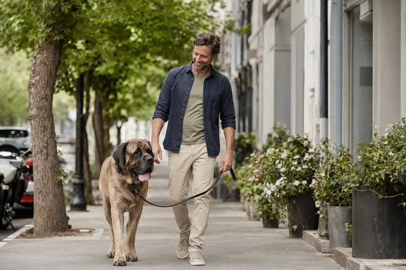 Ein Englischer Mastiff läuft an der Leine mit seinem Besitzer durch eine freundliche Stadtstraße.