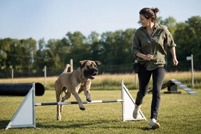 Ein aktiver Englischer Mastiff springt mit seinem Besitzer über eine kleine Trainingshürde auf dem Hundeplatz.