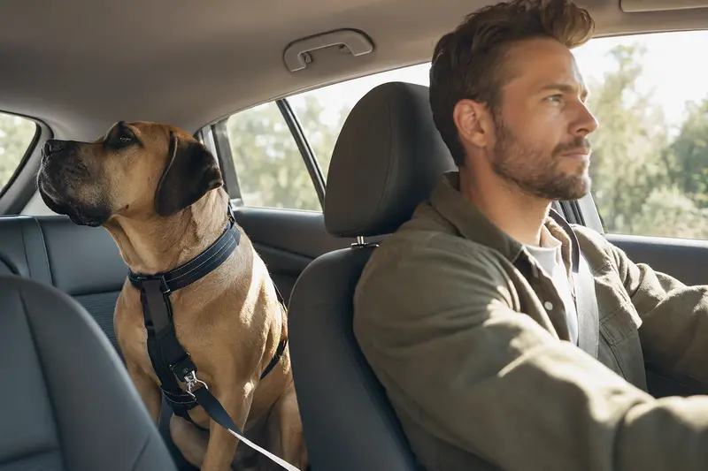 Ein Englischer Mastiff sitzt sicher angeschnallt auf der Rückbank eines Autos, während der Besitzer ruhig fährt.