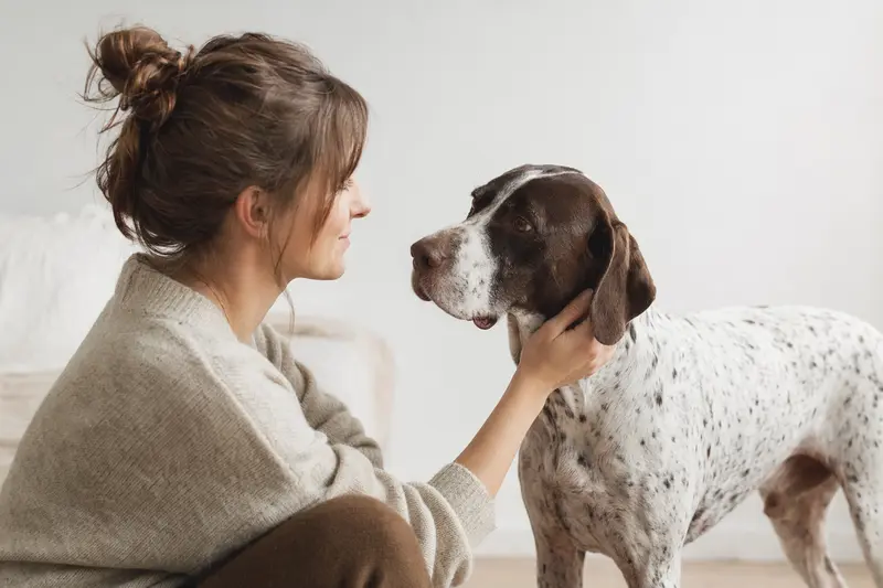 Ein Englischer Pointer steht aufmerksam vor hellem Hintergrund und zeigt die typische elegante Körperform der Hunderasse.