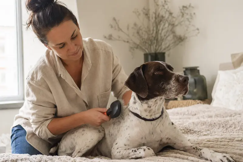 Ein Englischer Pointer wird in der hellen Wohnung sanft gebürstet, während sein Besitzer die Fellpflege liebevoll übernimmt.