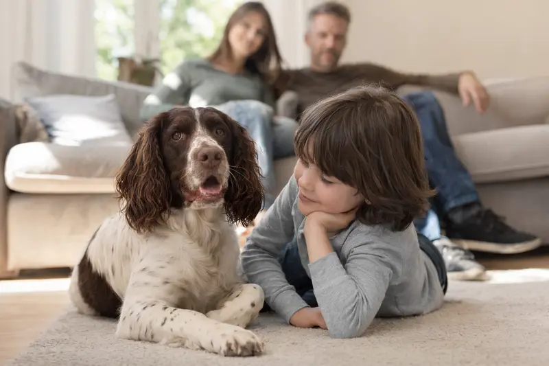 Ein Englischer Springer Spaniel liegt entspannt neben einem Kind im hellen Wohnzimmer in einer sicheren Familienatmosphäre.